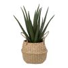 BILJKA ALOE NATURAL h37CM
