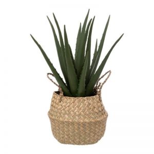 BILJKA ALOE NATURAL h37CM