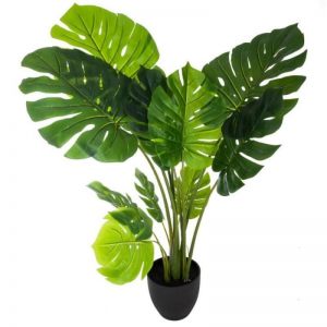 BILJKA MONSTERA U SAKSIJI h110