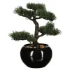 BILJKA BONSAI U SAKSIJI