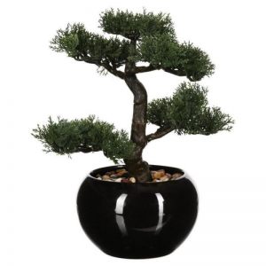 BILJKA BONSAI U SAKSIJI